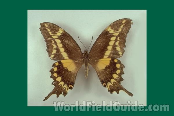 Female - Dorsal<br>(Origin of the Specimen: Dominican Republic)