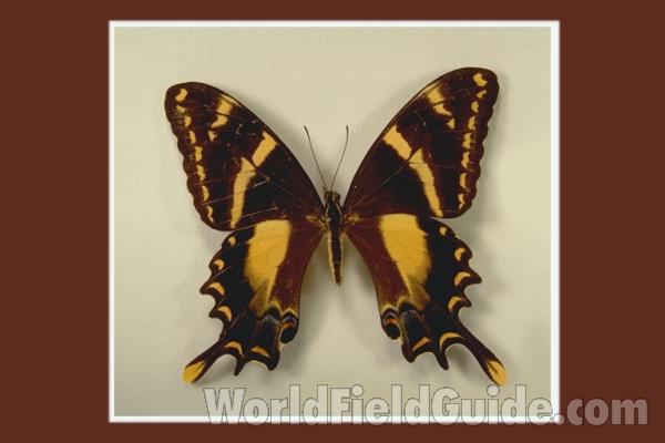 Female - Dorsal<br>(Origin of the Specimen: Dominican Republic)