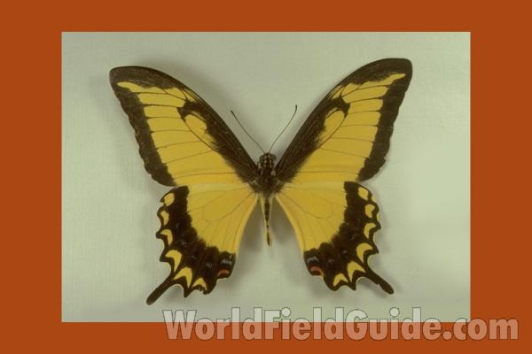 Male - Dorsal<br>(Origin of the Specimen: Duncans, Jamaica)