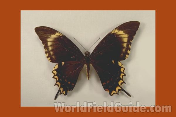 Female - Dorsal<br>(Origin of the Specimen: Duncans, Jamaica)