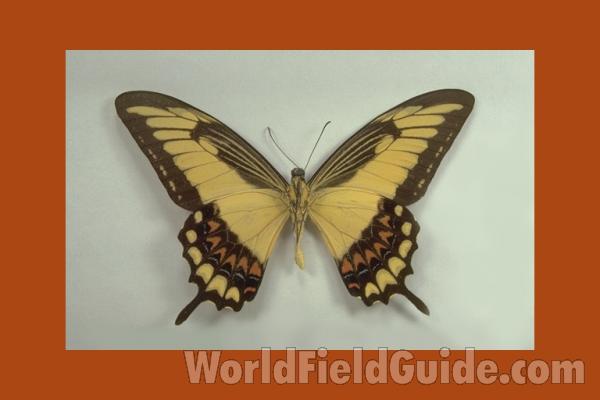 Male - Ventral<br>(Origin of the Specimen: Huila, Colombia)