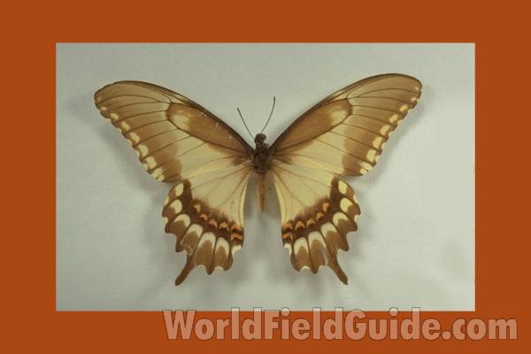 Female Form Oebalus - Dorsal<br>(Origin of the Specimen: Brazil)