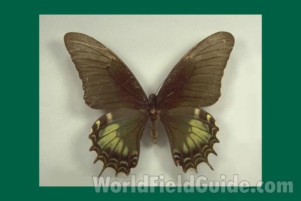 Female - Piranthus - Dorsal<br>(Origin of the Specimen: Peru Form)
