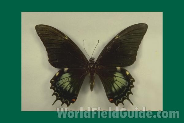 Female - Epidaurus - Dorsal<br>(Origin of the Specimen: Dominican Republic)