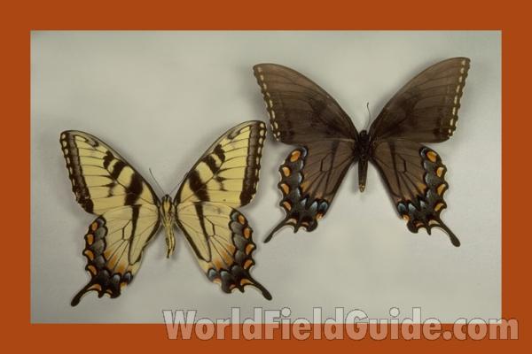 Pair - Ventral<br>(Origin of the Specimen: Illinois & Alabama, USA)