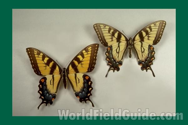 Females - Yellow - (dv)