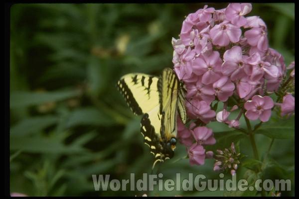 Habitat - On Phlox<br>(Location of Picture: Round Lake, Illinois, USA)