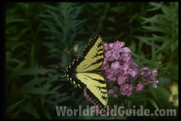 Habitat - On Phlox<br>(Location of Picture: Round Lake, Illinois, USA)