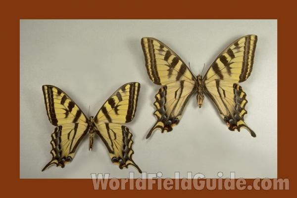 Pair - Ventral<br>(Origin of the Specimen: Oregon, USA)