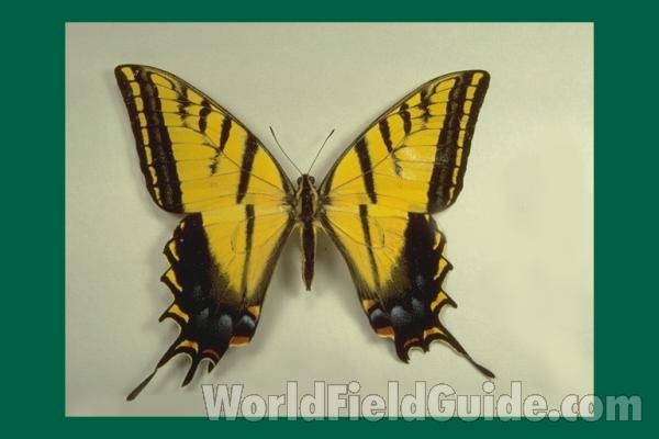 Male, Mounted Dorsal<br>(Origin of the Specimen: Federal, Mexico)