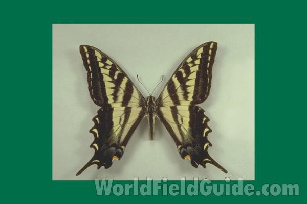 Male - Dorsal<br>(Origin of the Specimen: California, USA)