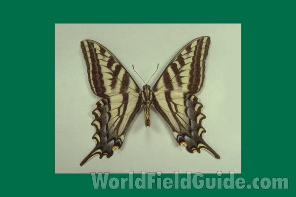 Male - Ventral<br>(Origin of the Specimen: California, USA)