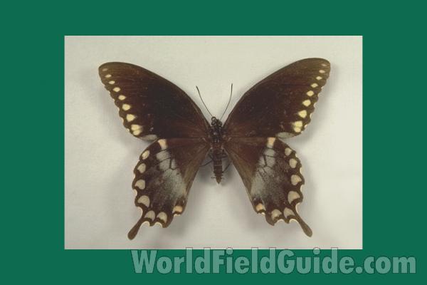 Male - Dorsal<br>(Origin of the Specimen: Illinois, USA)