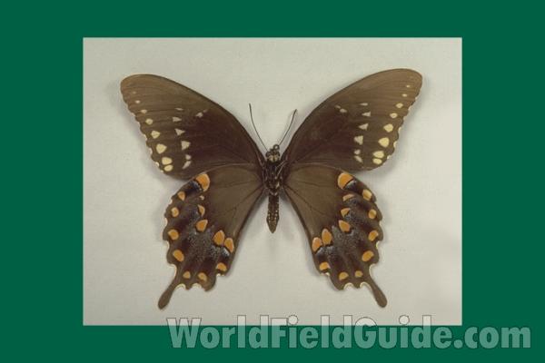 Male - Ventral<br>(Origin of the Specimen: Olive Branch, Il, USA)