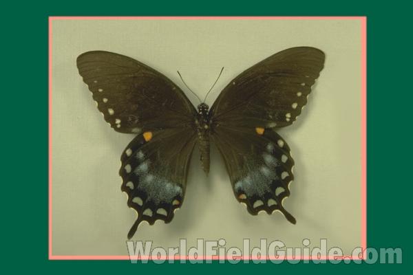 Female - Dorsal<br>(Origin of the Specimen: Illinois, USA)