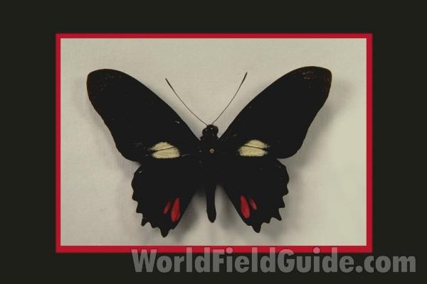Male - Dorsal<br>(Origin of the Specimen: Ecuador)