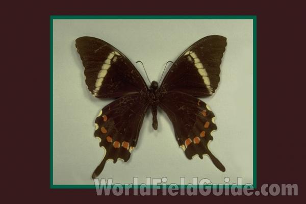 Male - Ventral<br>(Origin of the Specimen: Non Indicated)