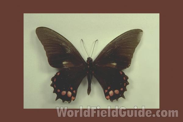 Male - Ventral<br>(Origin of the Specimen: Tingo Maria, Peru)