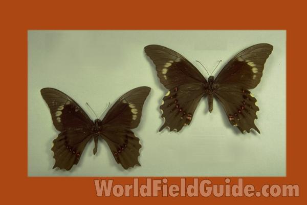 Pair - Ventral<br>(Origin of the Specimen: Yucatan, Mexico)