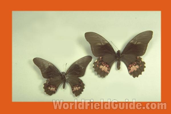 Pair - Ventral<br>(Origin of the Specimen: El Salvador)