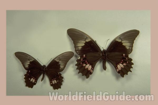 Pair - Ventral<br>(Origin of the Specimen: Brazil)