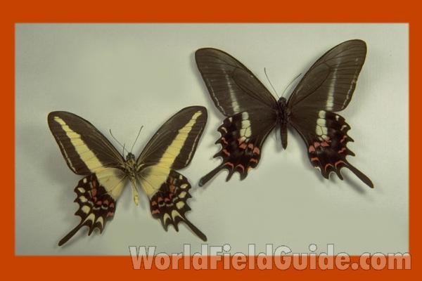 Pair - Ventral<br>(Origin of the Specimen: SE Brazil)