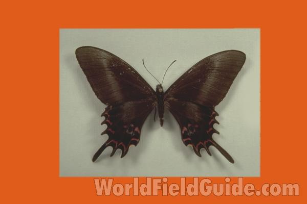Female Melania<br>(Origin of the Specimen: SE Brazil)