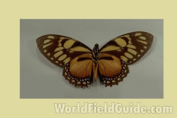 Male - Ventral<br>(Origin of the Specimen: Non Indicated)