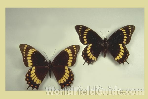 Females - Dorsal<br>(Origin of the Specimen: Brazil)