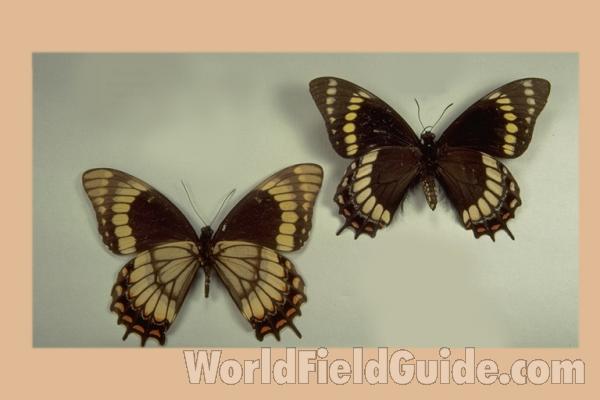 Females - Ventral<br>(Origin of the Specimen: Brazil)
