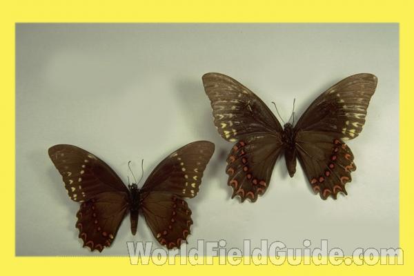 Pair - Ventral<br>(Origin of the Specimen: Morelos, Mexico,  Oct 1967)