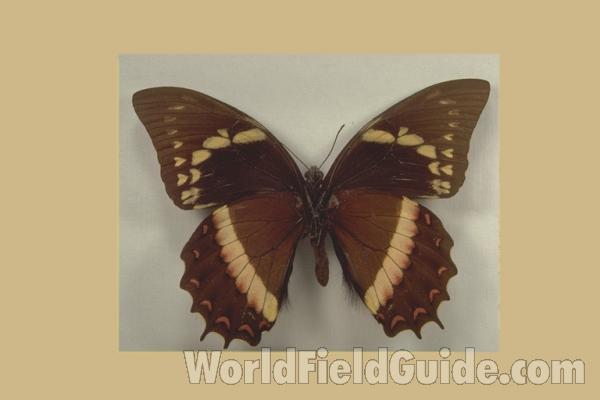 Male - Ventral<br>(Origin of the Specimen: Colombia  form)