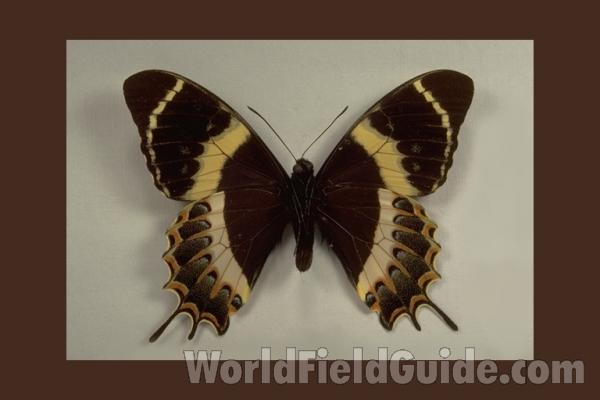Male - Ventral<br>(Origin of the Specimen: Oaxaca, Mexico, July 1976)