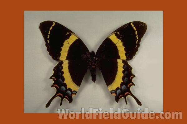 Female - Dorsal<br>(Origin of the Specimen: Morelos, 1968)