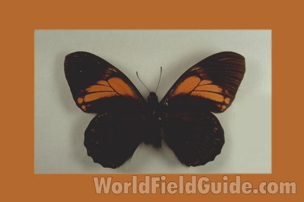 Male - Dorsal<br>(Origin of the Specimen: Peru)