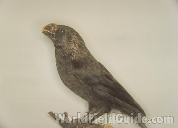 Painting, Georges-Louis LeClerc, 1707-1788<br>(Location of Picture: Field Museum, Chicago, Illinois)