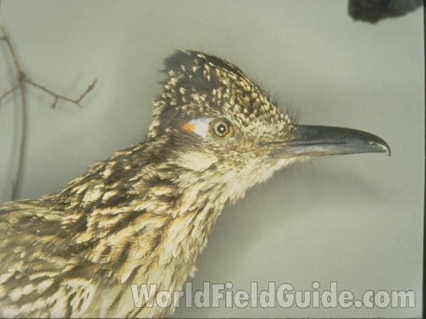 Habitat On Lawn<br>(Location of Picture: Stella Rowan, Texas, USA, 2007)
