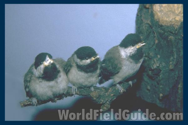 Three On A Branch - Museum Specimens<br>(Location of Picture: FMNH)