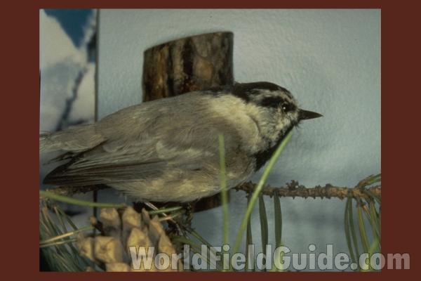 Babies in Nest<br>(Location of Picture: Conconully, Washington, USA, 2011)