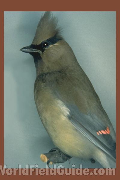 Male - Side View<br>(Location of Picture: CHNH Museum, Chicago)
