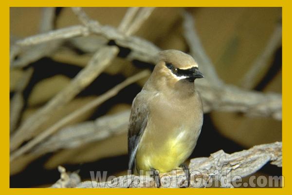 Male - Front View<br>(Location of Picture: CHNH Museum, Chicago)