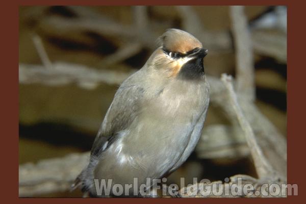 Museum Specimen<br>(Location of Picture: Field Museum of Chicago)