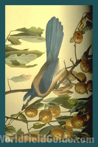 Audubon Painting - Alternate Image - Female<br>(Origin of the Specimen: Audubon Painting)