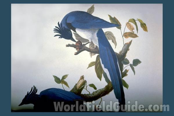 Single Male<br>(Location of Picture: Portion Of Audubon Painting)