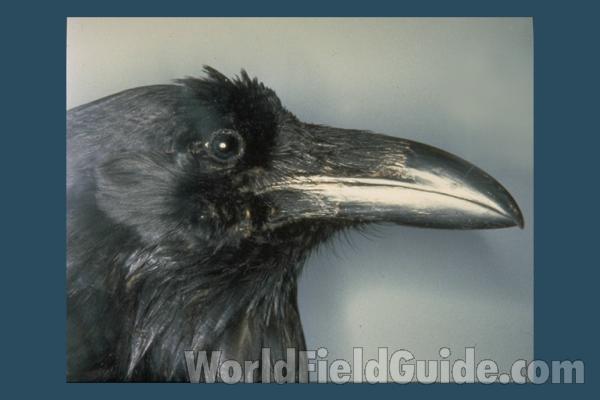 Side View Of Head - Close View - Museum View<br>(Location of Picture: FMNH of Chicago)