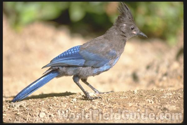 Habitat View<br>(Location of Picture: Washington, USA)