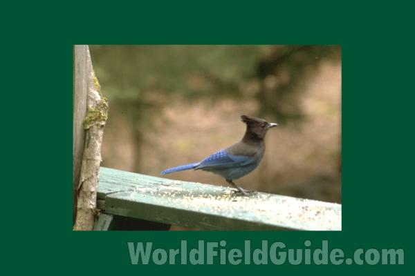 Habitat View<br>(Location of Picture: Oregon, USA)