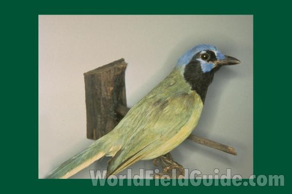 Zoo View<br>(Location of Picture: Fort Worth Zoo, Texas, USA, 2009)