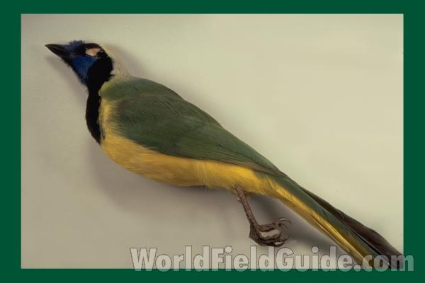 Angle View<br>(Location of Picture: Dallas Zoo, Texas, USA, 2010)<br>(Origin of the Specimen: Peru)