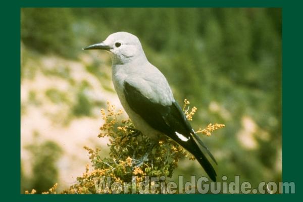 Front View<br>(Location of Picture: Tiffany, Washington, USA, 2005)<br>(Location of Picture: Oregon, USA)